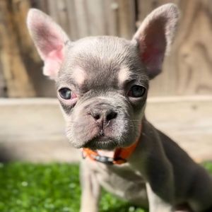 Meet your Posher, Ann